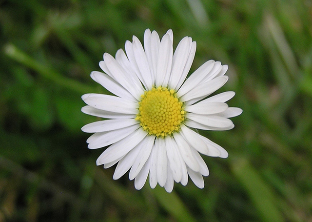 C.DAISY, DAISY.JPG